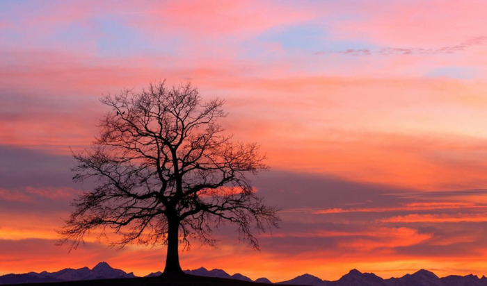 蛇和羊的属相合不合【蛇和羊做夫妻好不好】