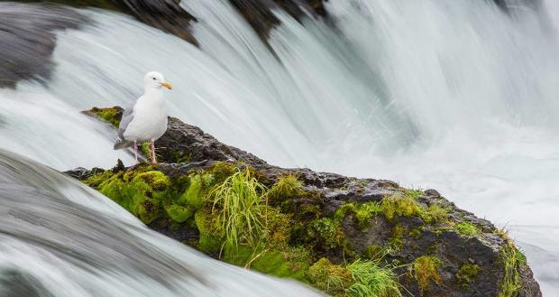 中国古代环保思想名句【表现古人环保意识的句子】