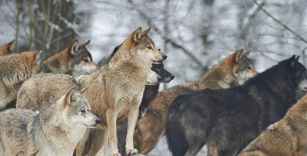 中国古代环保思想名句【表现古人环保意识的句子】