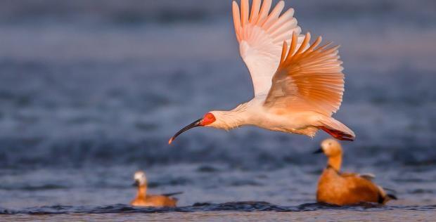 中国古代环保思想名句【表现古人环保意识的句子】