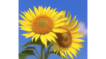 向日葵的图片大全大图 风景画【向日葵的图片大全大图 自然风光】