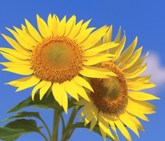 向日葵的图片大全大图 风景画【向日葵的图片大全大图 自然风光】