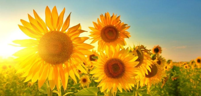 向日葵的图片大全大图 风景画【向日葵的图片大全大图 自然风光】