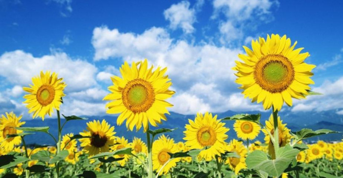向日葵的图片大全大图 风景画【向日葵的图片大全大图 自然风光】