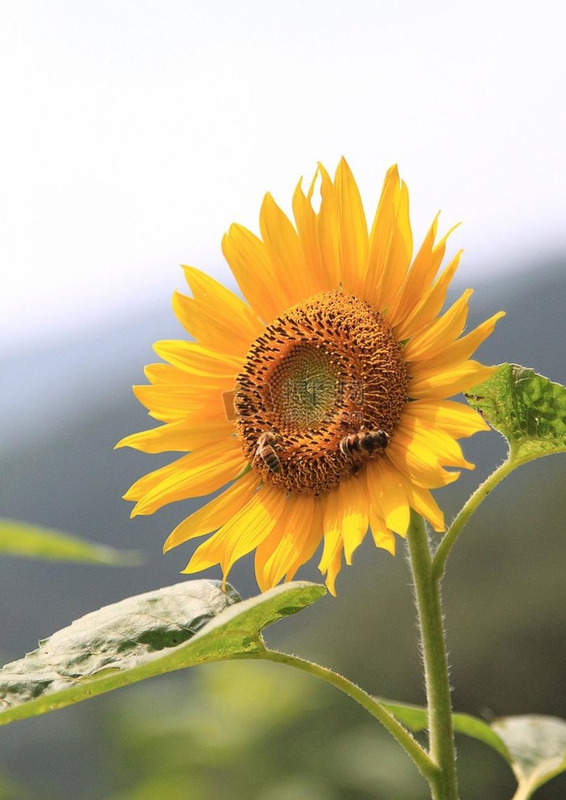 向日葵的图片大全大图 风景画【向日葵的图片大全大图 自然风光】