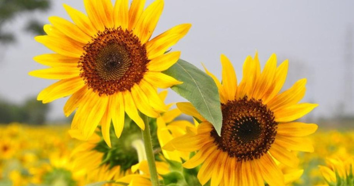 向日葵的图片大全大图 风景画【向日葵的图片大全大图 自然风光】