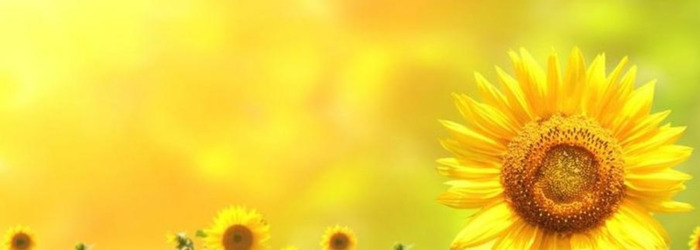 向日葵的图片大全大图 风景画【向日葵的图片大全大图 自然风光】