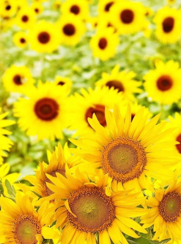 向日葵的图片大全大图 风景画【向日葵的图片大全大图 自然风光】