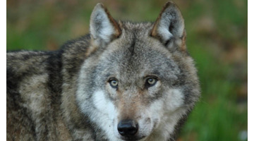 女人梦见老虎追我到处躲藏【女人梦见老虎是什么预兆】