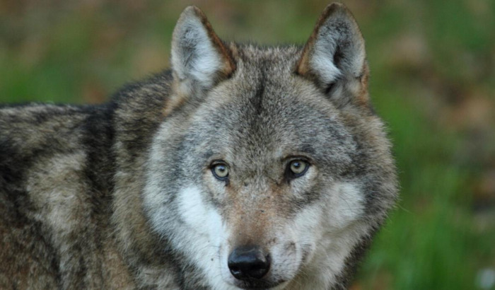 女人梦见老虎追我到处躲藏【女人梦见老虎是什么预兆】