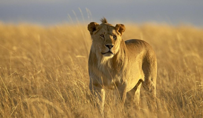 女人梦见老虎追我到处躲藏【女人梦见老虎是什么预兆】