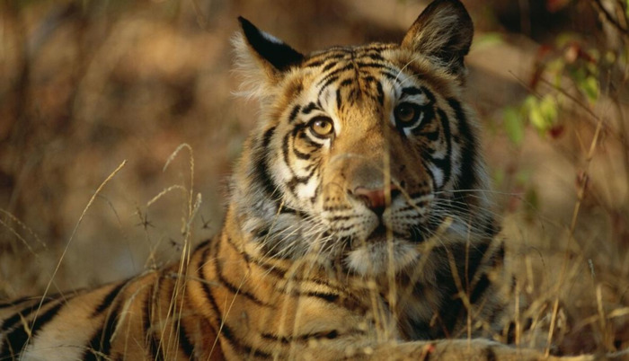 女人梦见老虎追我到处躲藏【女人梦见老虎是什么预兆】