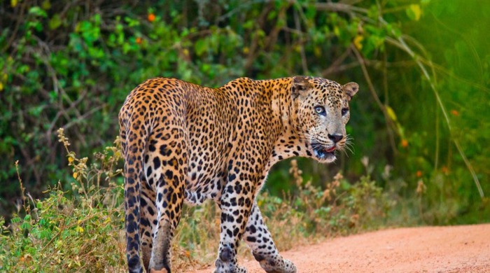 女人梦见老虎追我到处躲藏【女人梦见老虎是什么预兆】