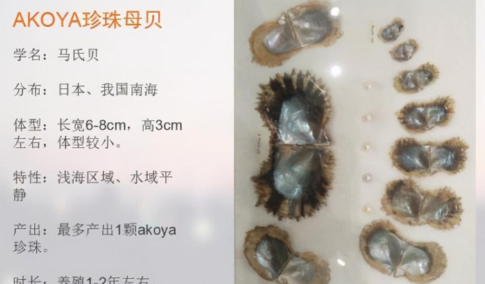 akoya珍珠级别 皇后【akoya珍珠颜色等级】