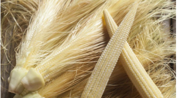 谁收玉米芯多少钱一吨【河南玉米芯多少钱一吨】