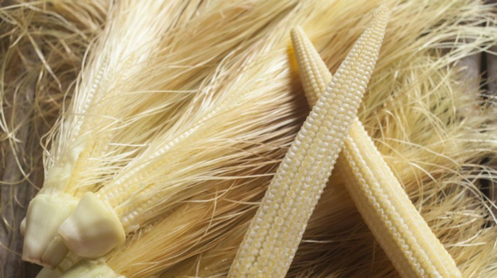 谁收玉米芯多少钱一吨【河南玉米芯多少钱一吨】