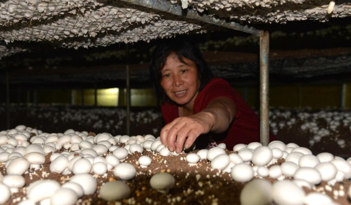 谁收玉米芯多少钱一吨【河南玉米芯多少钱一吨】