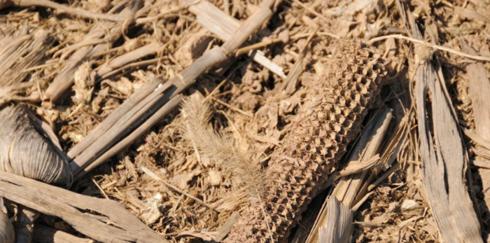 谁收玉米芯多少钱一吨【河南玉米芯多少钱一吨】