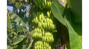 红心火龙果比白心火龙果通便效果好吗【红心火龙果甜菜红素】