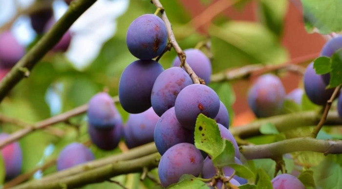 红心火龙果比白心火龙果通便效果好吗【红心火龙果甜菜红素】