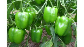 辣椒说一句话【用一句话赞美辣椒】