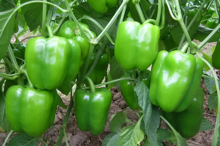 辣椒说一句话【用一句话赞美辣椒】