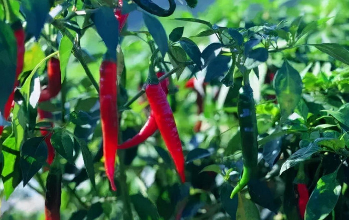 辣椒说一句话【用一句话赞美辣椒】