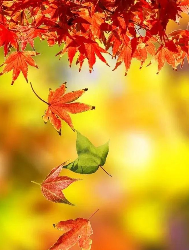 辣椒说一句话【用一句话赞美辣椒】