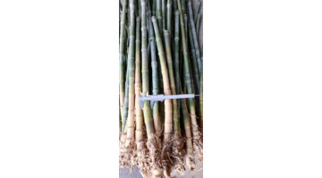 实心竹怎么盘红【长的实心竹怎么盘】