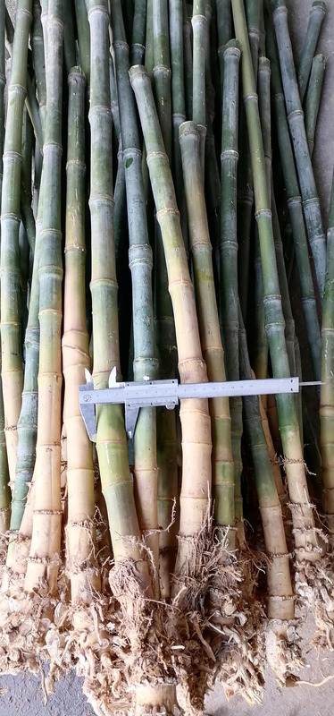 实心竹怎么盘红【长的实心竹怎么盘】