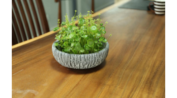 铜钱草的风水作用和盆栽摆放位置【铜钱草的风水作用茶几上可以放什么绿植】