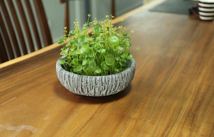 铜钱草的风水作用和盆栽摆放位置【铜钱草的风水作用茶几上可以放什么绿植】