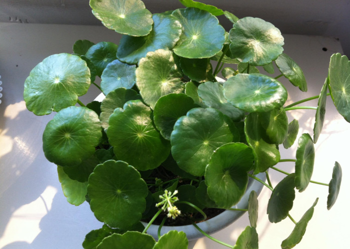 铜钱草的风水作用和盆栽摆放位置【铜钱草的风水作用茶几上可以放什么绿植】