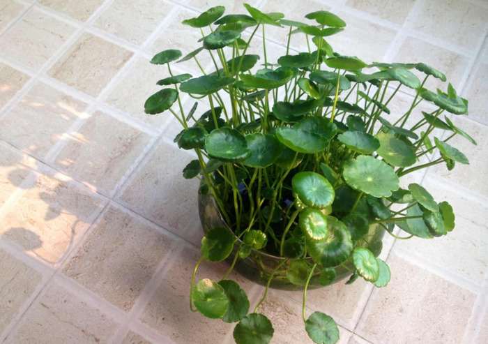 铜钱草的风水作用和盆栽摆放位置【铜钱草的风水作用茶几上可以放什么绿植】