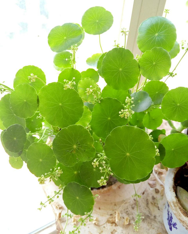 铜钱草的风水作用和盆栽摆放位置【铜钱草的风水作用茶几上可以放什么绿植】