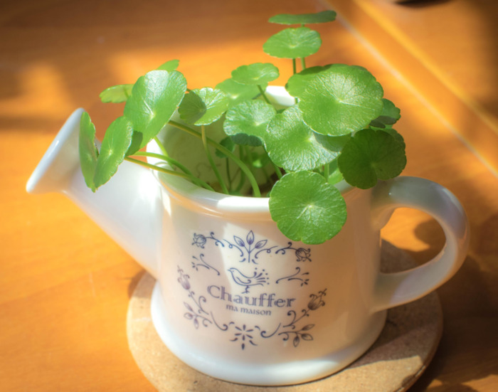 铜钱草的风水作用和盆栽摆放位置【铜钱草的风水作用茶几上可以放什么绿植】