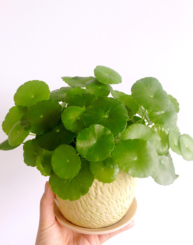 铜钱草的风水作用和盆栽摆放位置【铜钱草的风水作用茶几上可以放什么绿植】