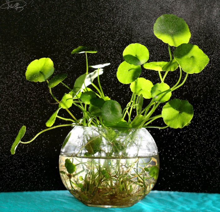 铜钱草的风水作用和盆栽摆放位置【铜钱草的风水作用茶几上可以放什么绿植】