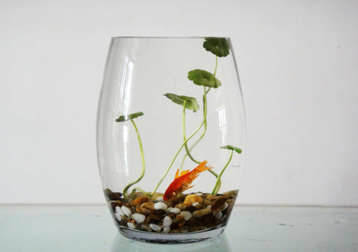 铜钱草的风水作用和盆栽摆放位置【铜钱草的风水作用茶几上可以放什么绿植】