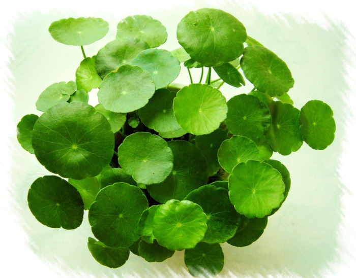 铜钱草的风水作用和盆栽摆放位置【铜钱草的风水作用茶几上可以放什么绿植】