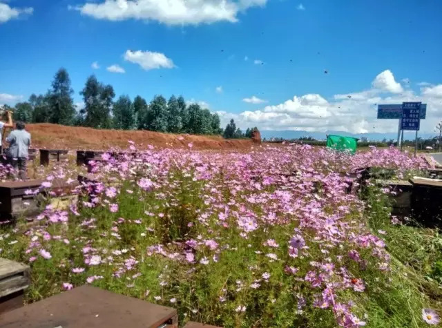 发朋友圈卖蜂蜜的说说【卖蜂蜜的朋友圈软文】