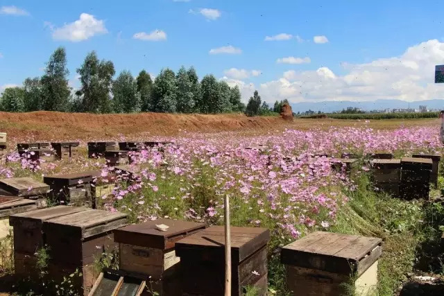发朋友圈卖蜂蜜的说说【卖蜂蜜的朋友圈软文】