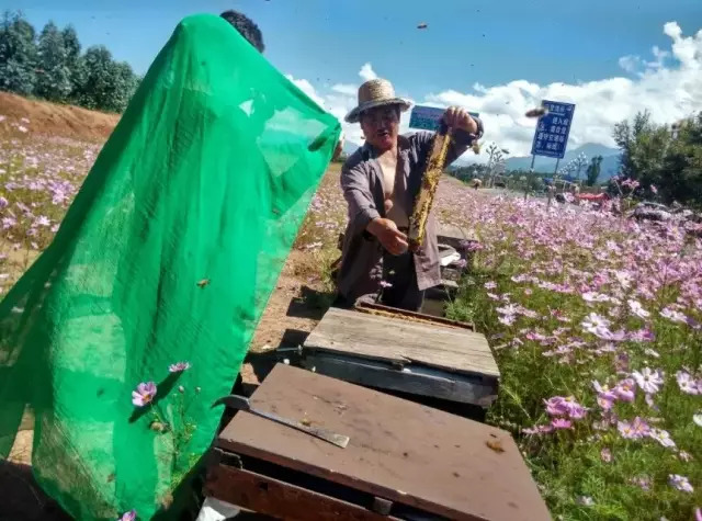 发朋友圈卖蜂蜜的说说【卖蜂蜜的朋友圈软文】