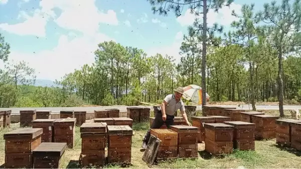 发朋友圈卖蜂蜜的说说【卖蜂蜜的朋友圈软文】