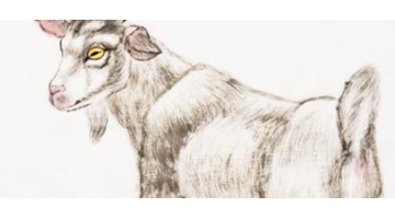 十羊九苦是真的吗【为什么叫做十兔九苦】