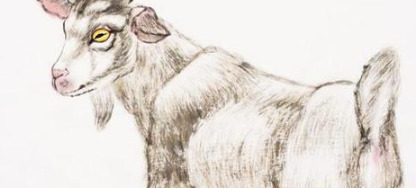 十羊九苦是真的吗【为什么叫做十兔九苦】