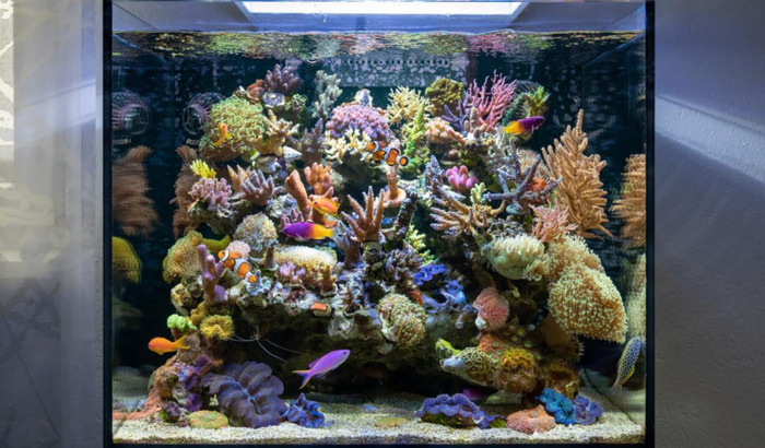 镇宅之宝风水摆件【镇宅辟邪的东西有哪些】