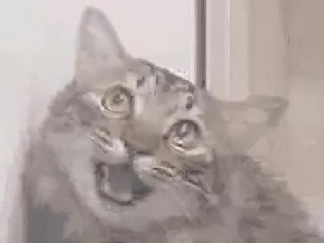 日语中哒咩是什么意思【达咩是什么意思】