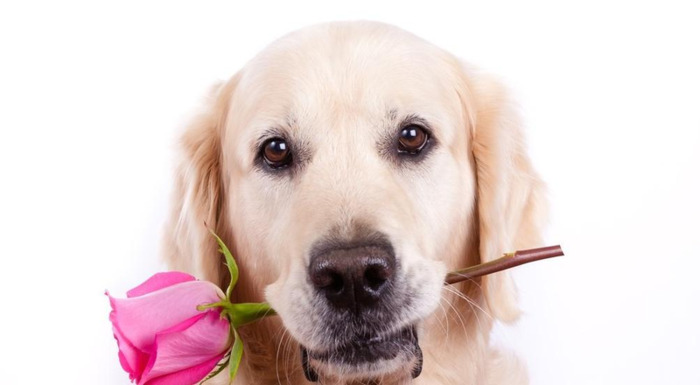 金毛训练技巧【如何让金毛】