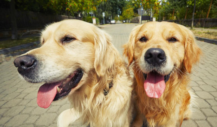 金毛训练技巧【如何让金毛】